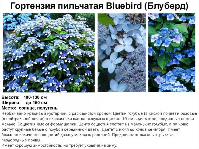 гортензия Блюберд