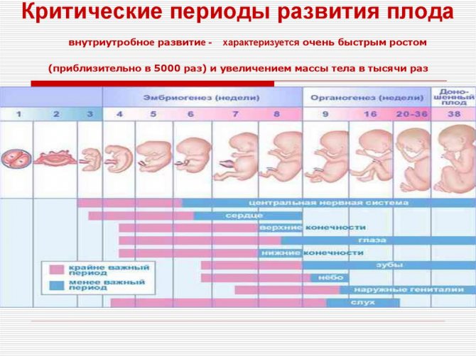 Критические периоды беременности и развития плода